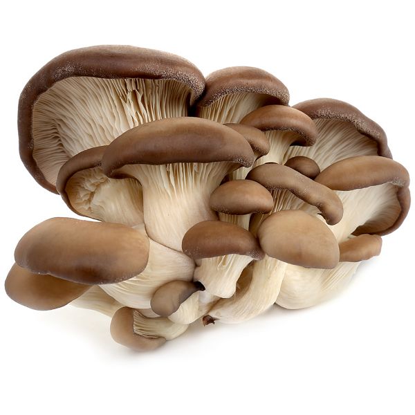 Oyster mushrooms - cremini mushroom substitute